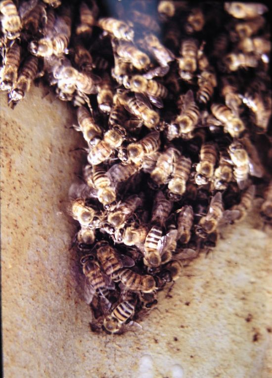Bees close up