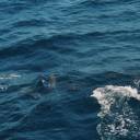 Porpoises, or dolphins?: 