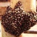 Bees in Brazil
