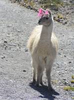 This was not the Llama - but I needed a photo...