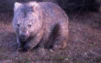 Never Eat A Wet Wombat